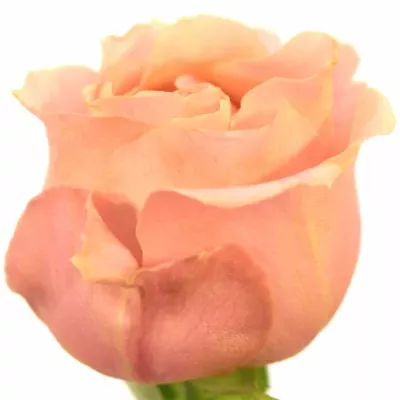 Růžová růže ADMISSION