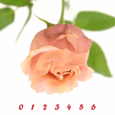 Růžová růže ADMISSION