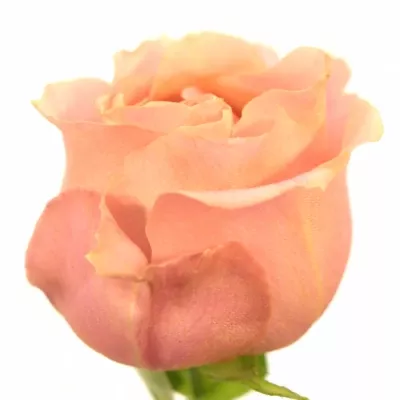 Růžová růže ADMISSION 60cm (M)