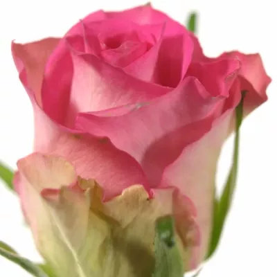 Růžová růže AFRICAN JEWEL 50cm (M)