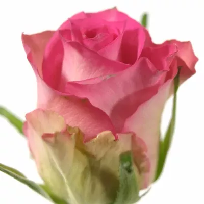 Růžová růže AFRICAN JEWEL 50cm (M)