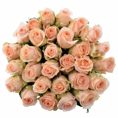 Růžová růže ALINA 50cm (L)