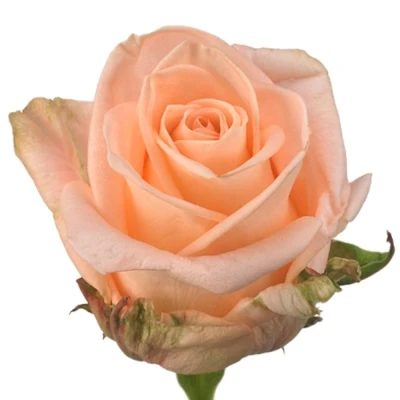 Růžová růže ALINA 50cm (L)