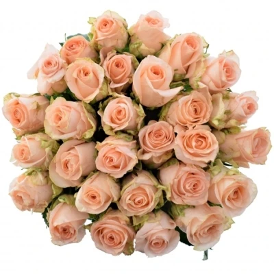 Růžová růže ALINA 50cm (L)