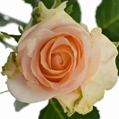 Růžová růže ALINA 50cm (L)