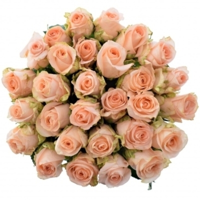 Růžová růže ALINA