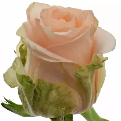 Ružová ruža ALINA 50cm (L)