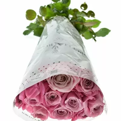 Růžová růže ALL 4 LOVE+