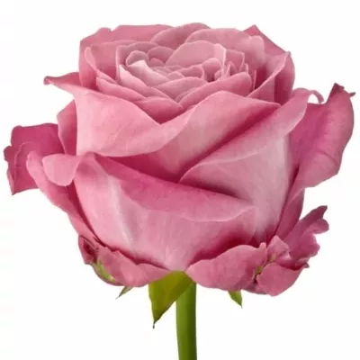 Růžová růže ALL 4 LOVE+