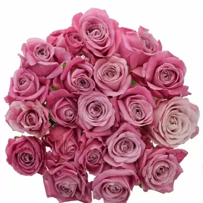 Růžová růže ALL 4 LOVE+