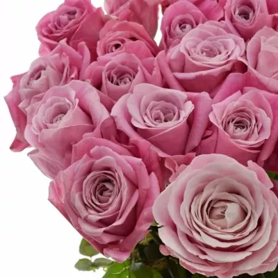 Růžová růže ALL 4 LOVE+