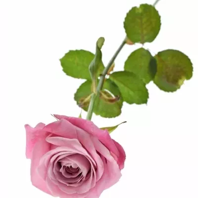 Růžová růže ALL 4 LOVE+