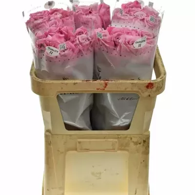 Růžová růže ALL 4 LOVE+