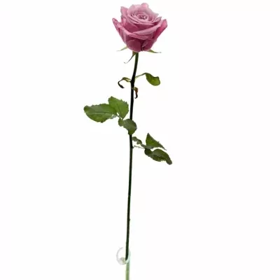 Růžová růže ALL 4 LOVE+