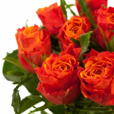 Oranžovočervená růže ALTAMODA