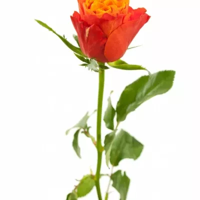 Oranžovočervená růže ALTAMODA