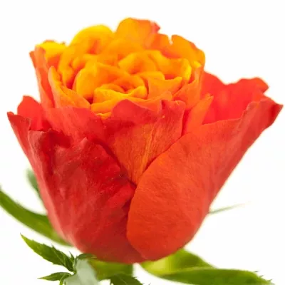 Oranžovočervená růže ALTAMODA 60cm (M)