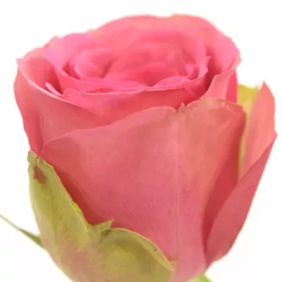 Růžová růže ALTAVISTA 70cm (XL)