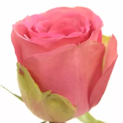 Růžová růže ALTAVISTA 80cm (XL)