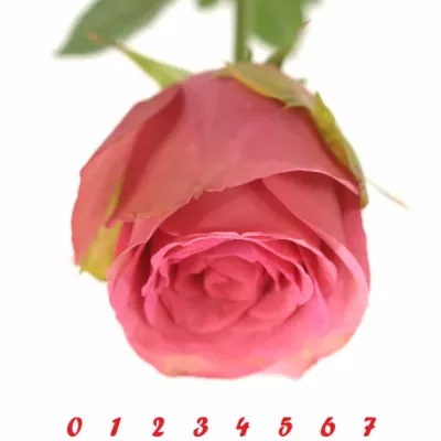 Růžová růže ALTAVISTA 70cm (XL)