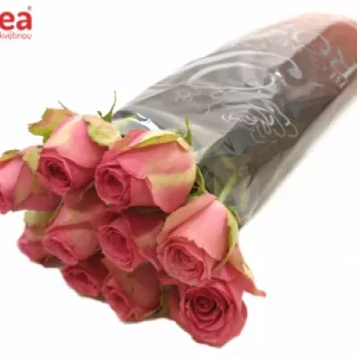 Růžová růže ALTAVISTA 70cm (XL)