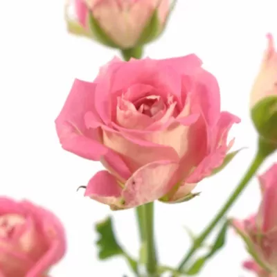 Růžová růže AMAZING BUBBLES 70cm/3+