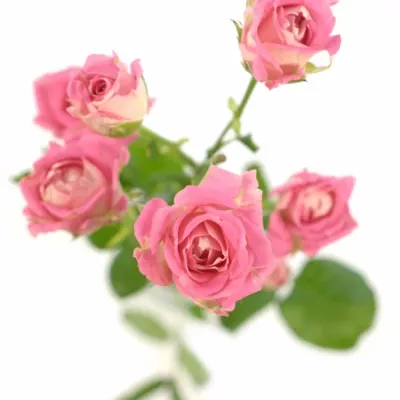 Růžová růže AMAZING BUBBLES 70cm/3+