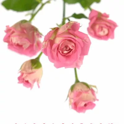 Růžová růže AMAZING BUBBLES 70cm/3+