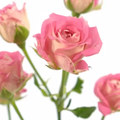 Růžová růže AMAZING BUBBLES 70cm/3+