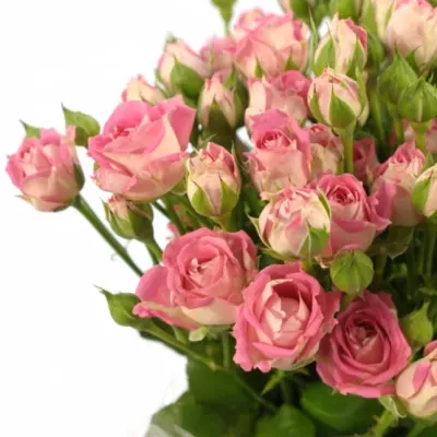 Růžová růže trsová AMAZING BUBBLES 70 cm / 3+