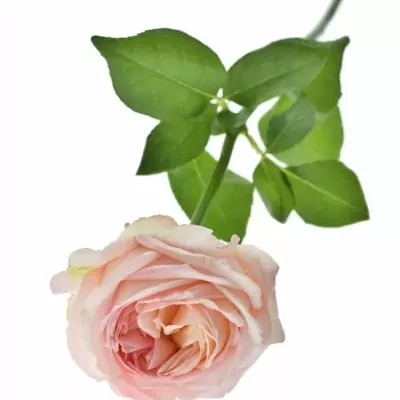 Růžová růže ANGIE ROMANTICA 70cm (XXL)