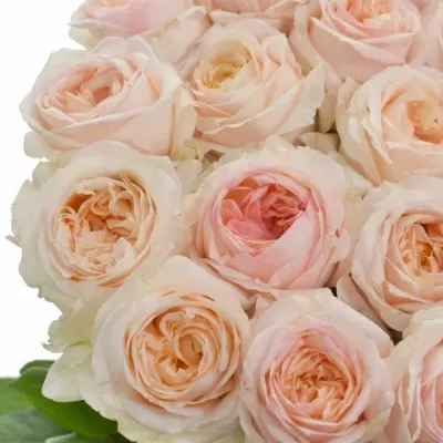 Růžová růže ANGIE ROMANTICA 70cm (XXL)