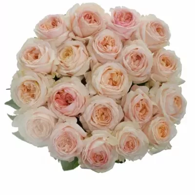 Růžová růže ANGIE ROMANTICA 70cm (XXL)