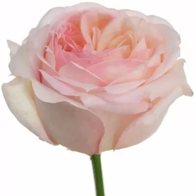 Růžová růže ANGIE ROMANTICA 60cm (XXL)