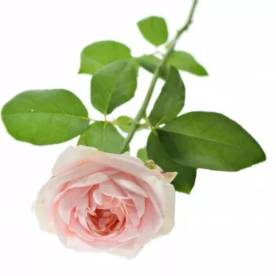 Růžová růže ANGIE ROMANTICA SWEET 60cm (XXL)
