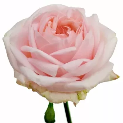 Růžová růže ANGIE ROMANTICA SWEET 50cm (L)