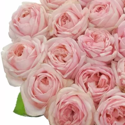 Růžová růže ANGIE ROMANTICA SWEET 60cm (XXL)