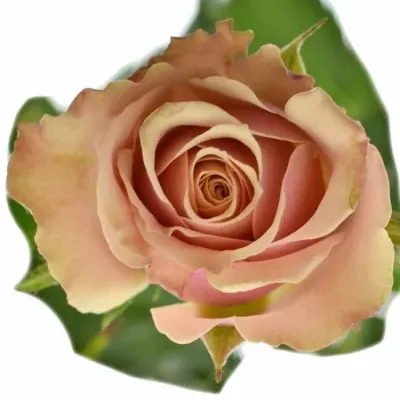 Růžová růže ANTIGUA 40cm (M)