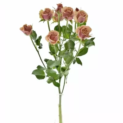 Růžová růže ANTIGUA 40cm (M)