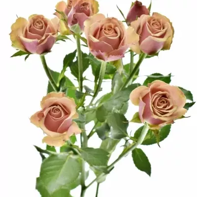 Růžová růže ANTIGUA 40cm (M)