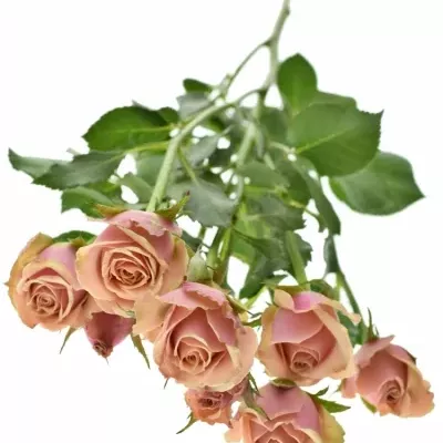 Růžová růže ANTIGUA 40cm (M)