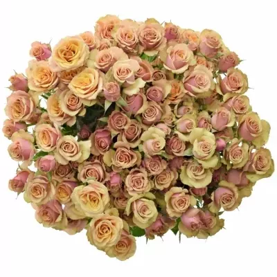 Růžová růže ANTIGUA 40cm (M)