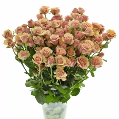 Růžová růže ANTIGUA 40cm (M)