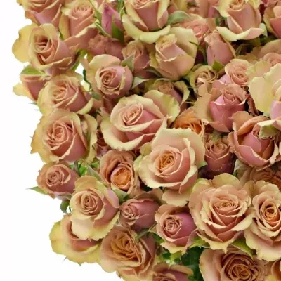 Růžová růže ANTIGUA 40cm (M)