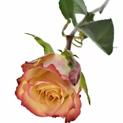 Růžová růže ANTIQUE+ 40cm (L)