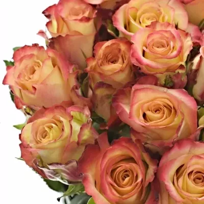 Růžová růže ANTIQUE+ 40cm (L)