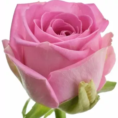 Růžová růže AQUA 55cm