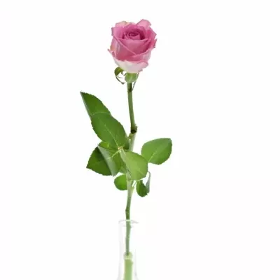 Růžová růže AQUA 55cm