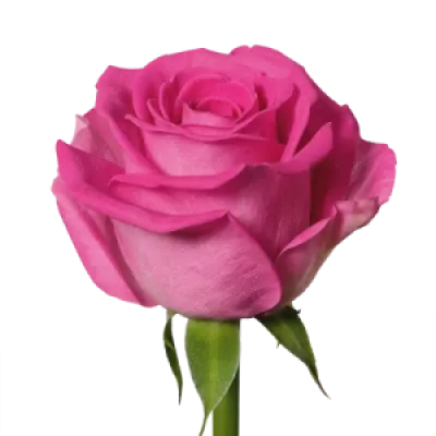 Růžová růže AQUAZUR! 40cm (M)