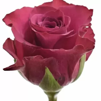 Růžová růže ASCOT